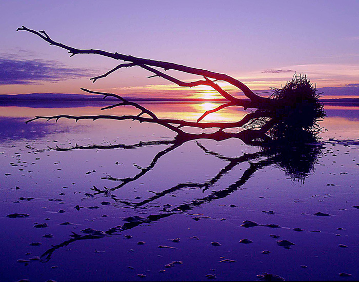Findhorn Tree Reflected