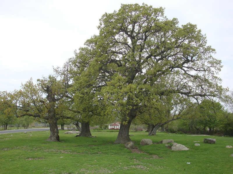 sDSC07454.JPG