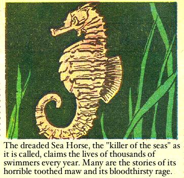 seahorse2a.jpg
