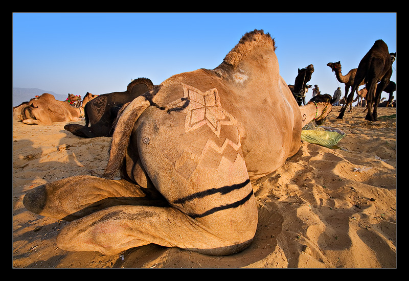 Camel Butt