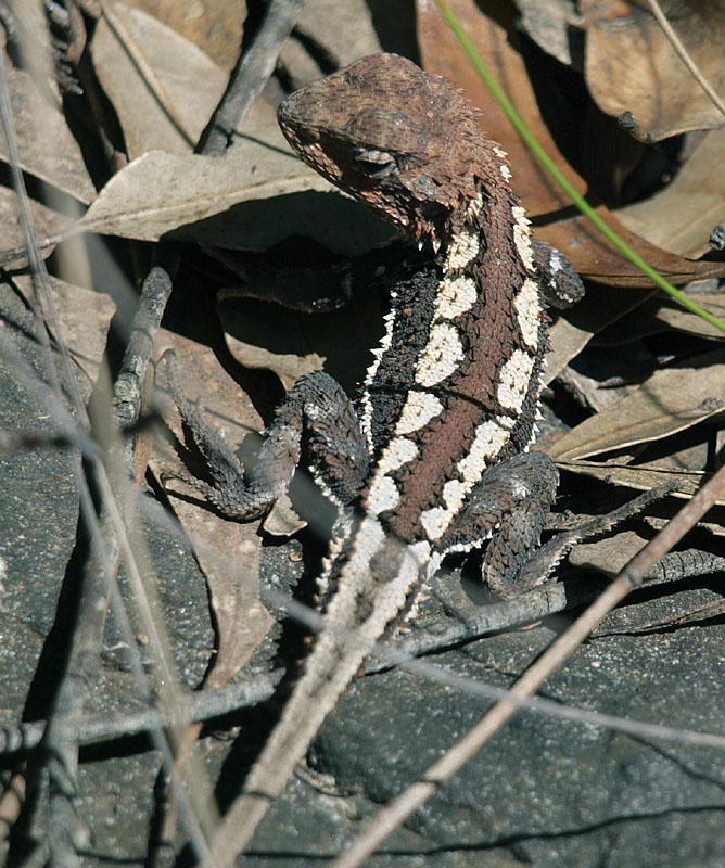 Mountain Dragon  1