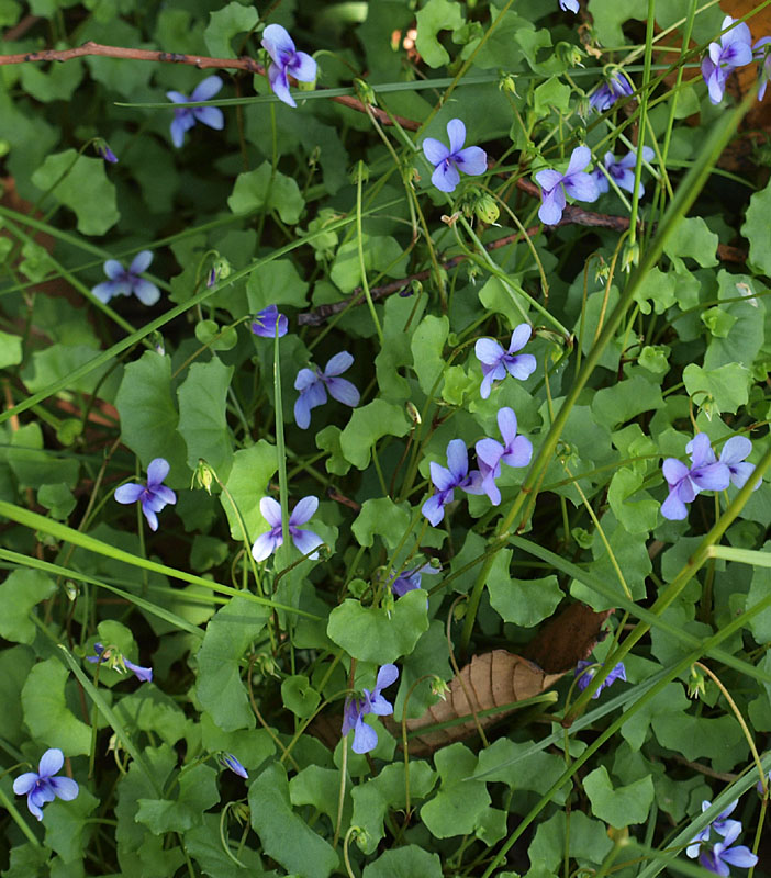 Viola hederacea