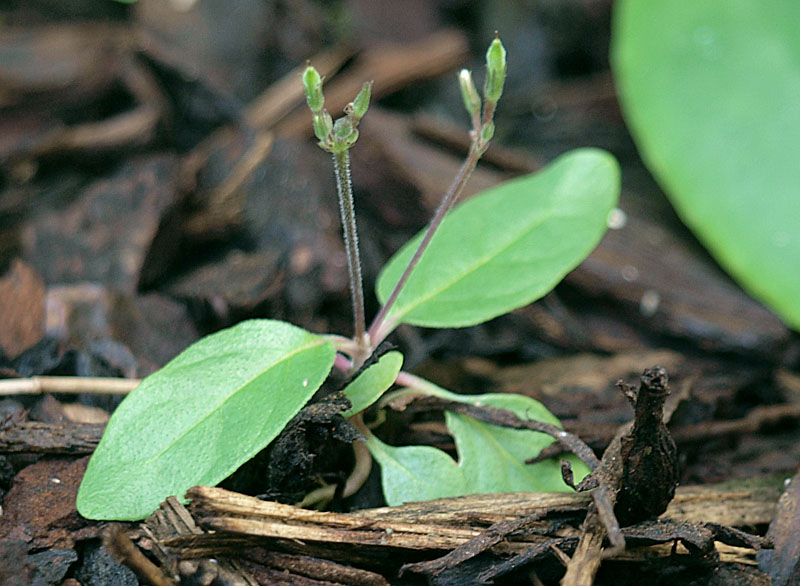 Seedling