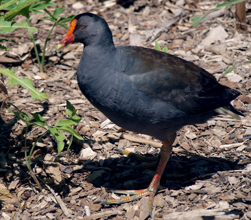 Dusky moorhen