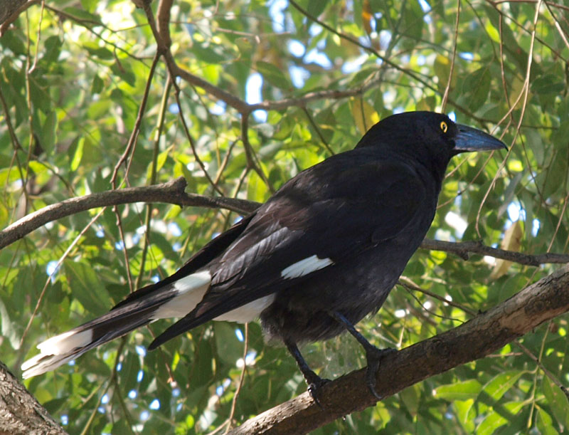 Currawong