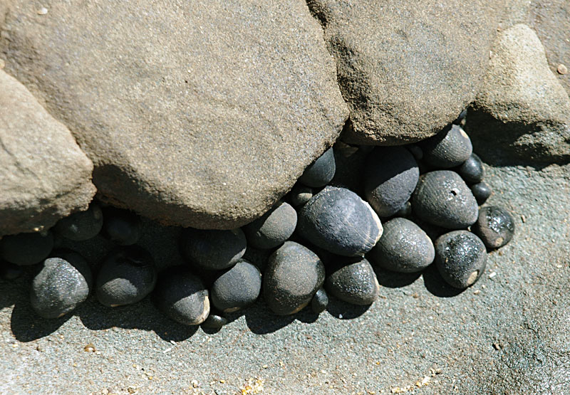 Little round grey creatures