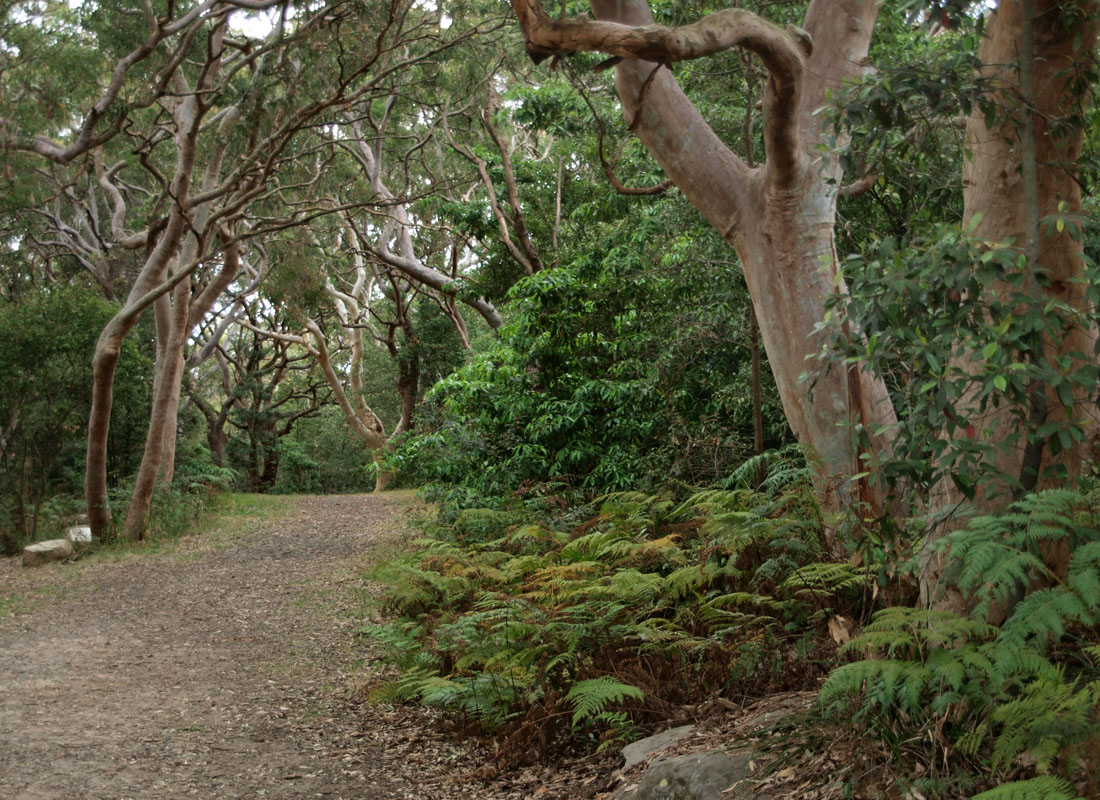 Yenda Fire Trail