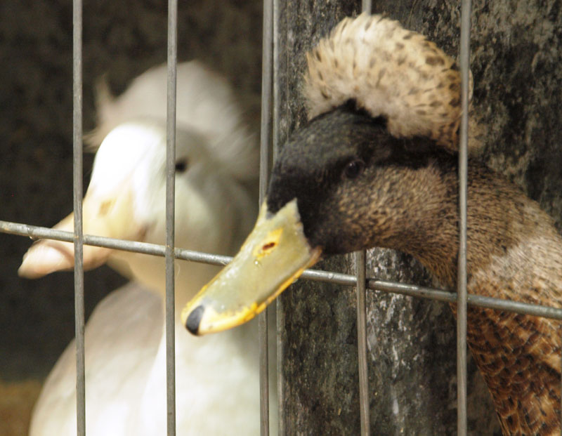 Show ducks