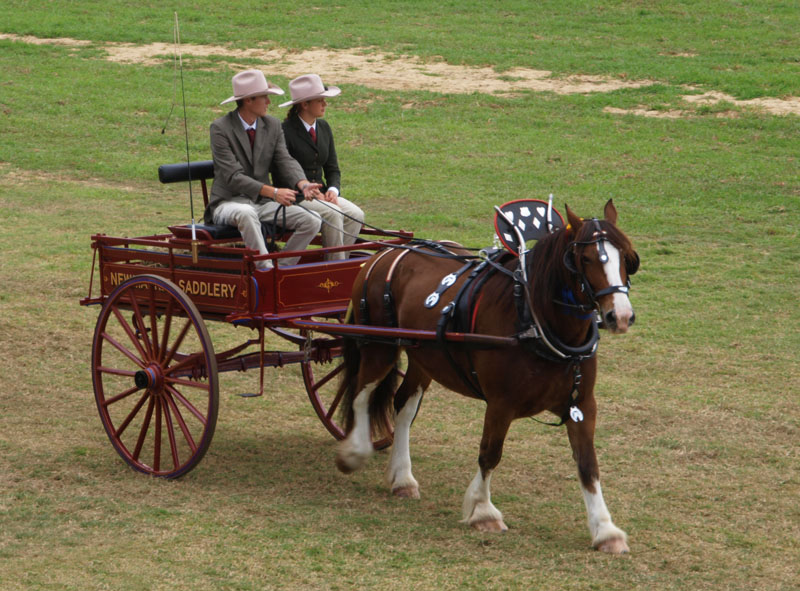 Big horse, two wheels