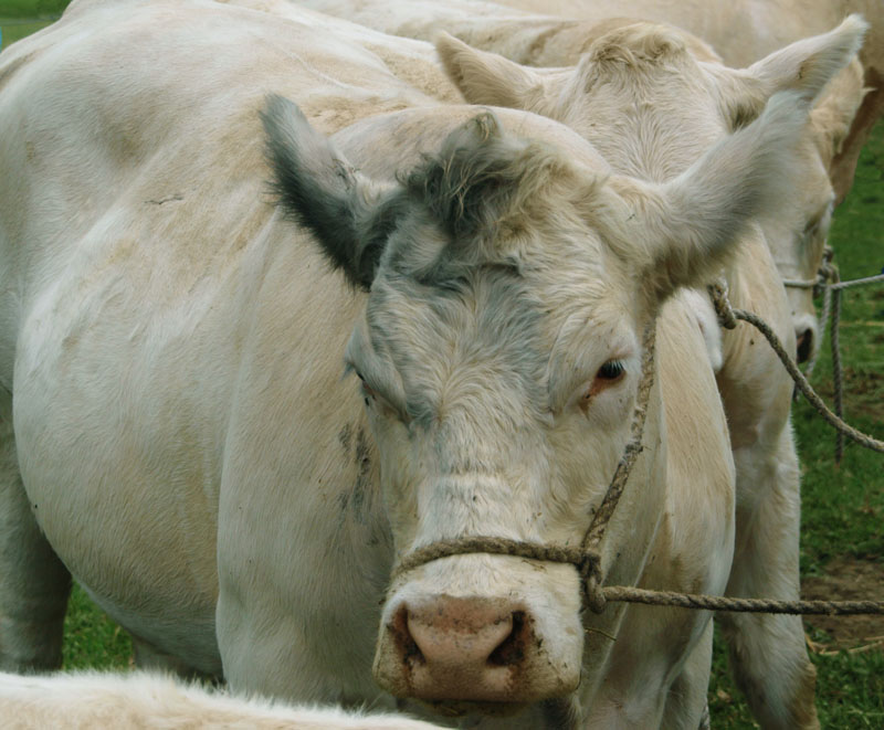 Beef
