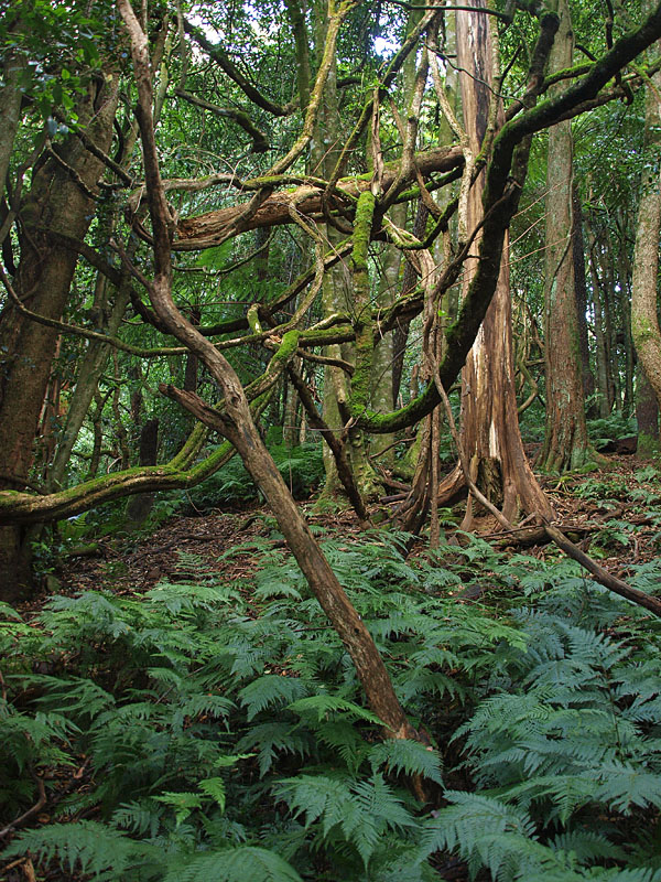 Jungle Vines  1