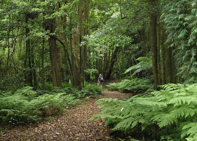 The Jungle  1