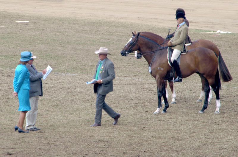 Horse judging   1