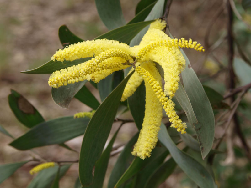 Acacia binervia