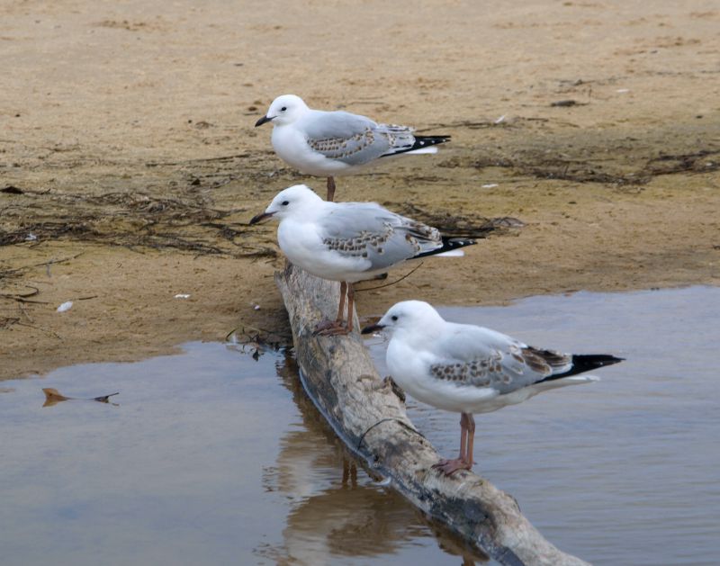 Three Seagles