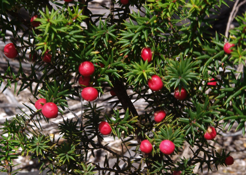Leptecophylla juniperina