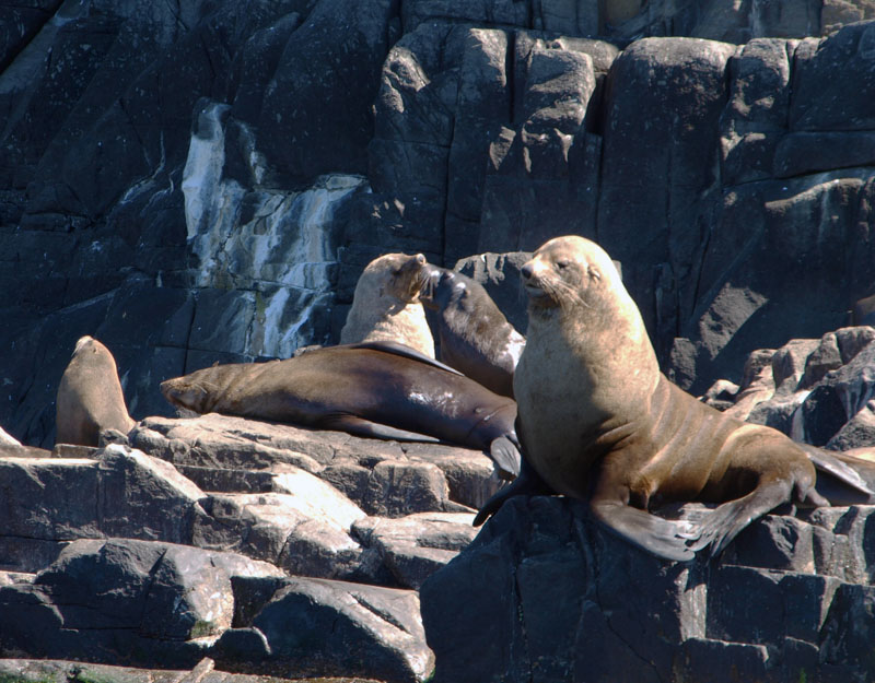 Australian Fur Seals