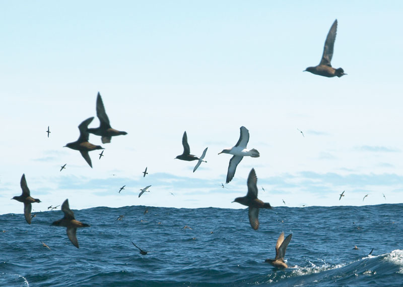 Seabirds