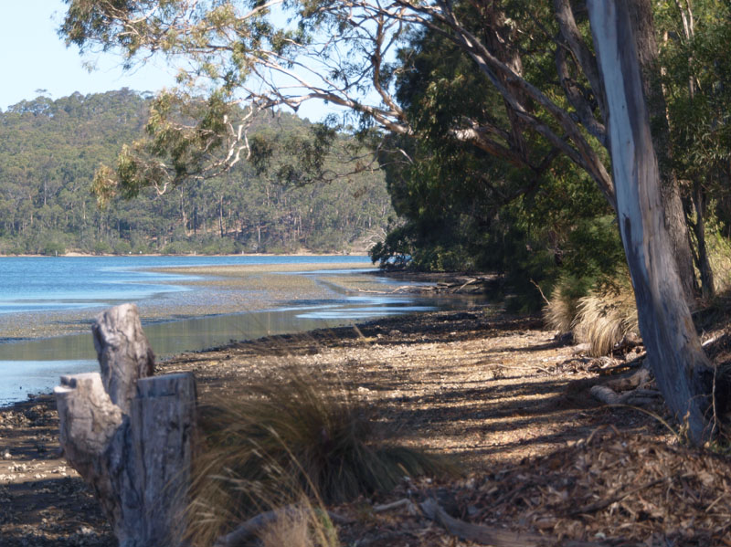 Lake Wagonga shoreline