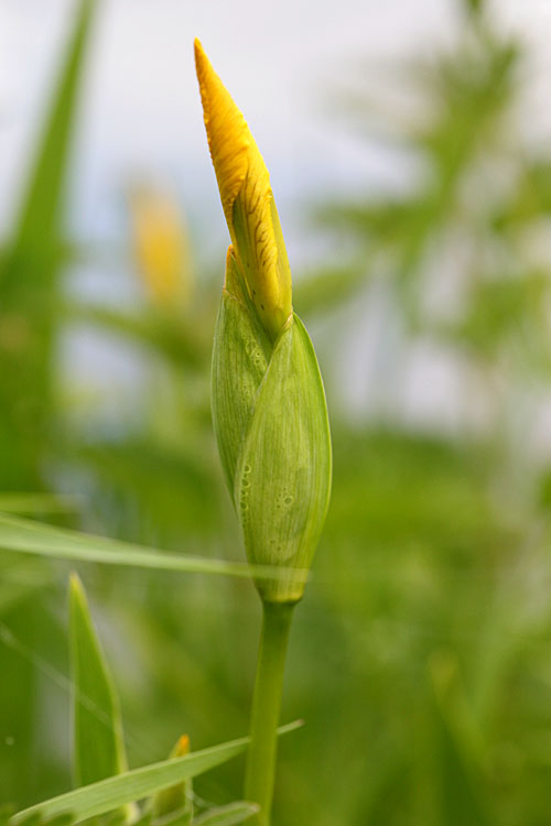 Iris pseudacorus<br>Yellow flag, Yellow Iris<br>Gele lis 