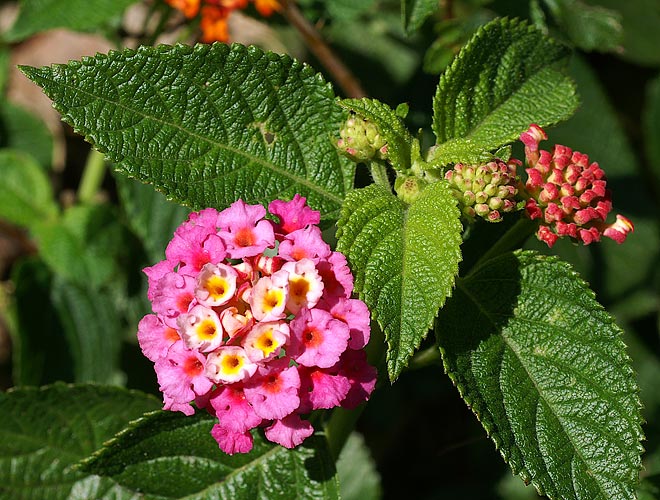 PICT4835.jpg