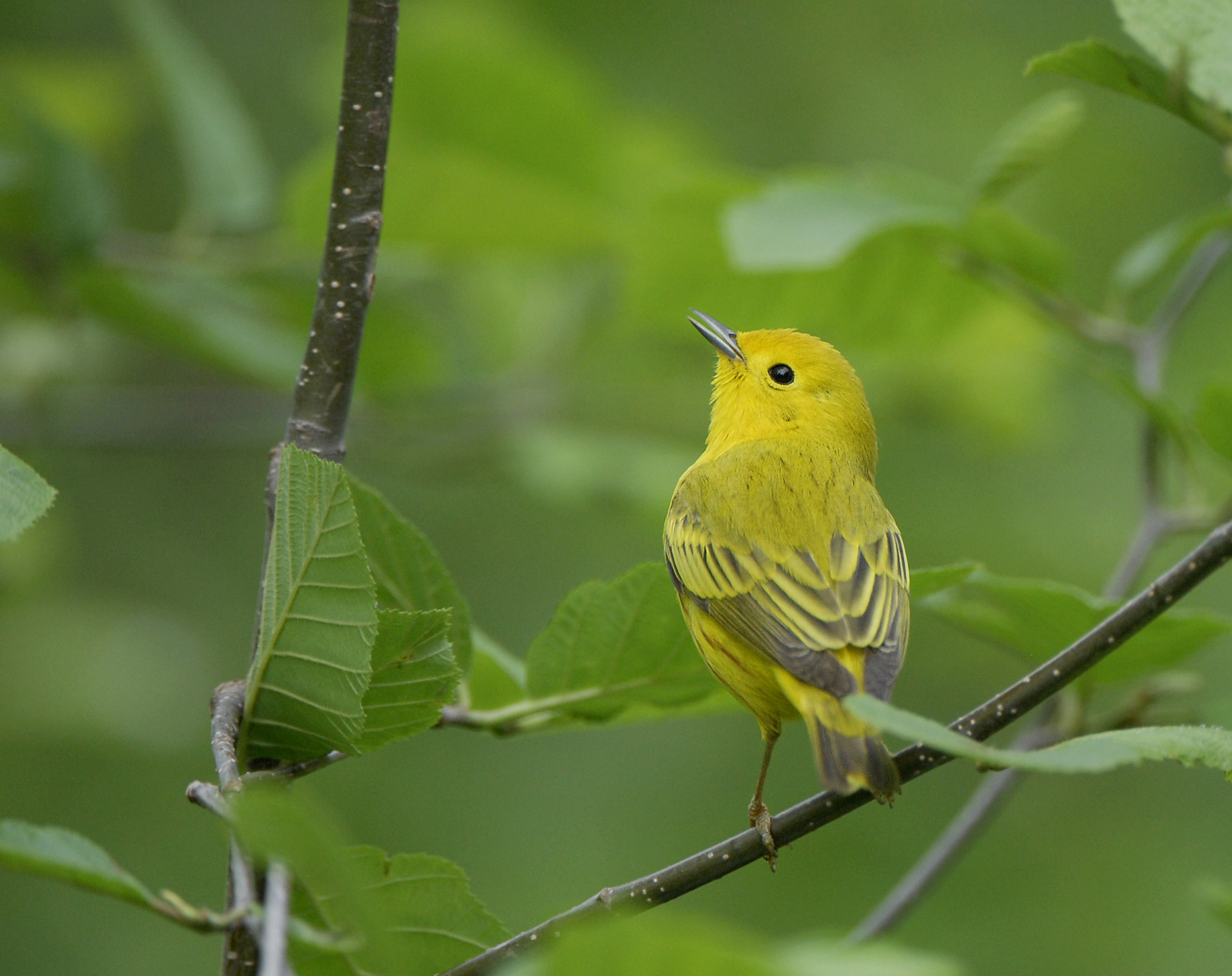 Yellow Warbler