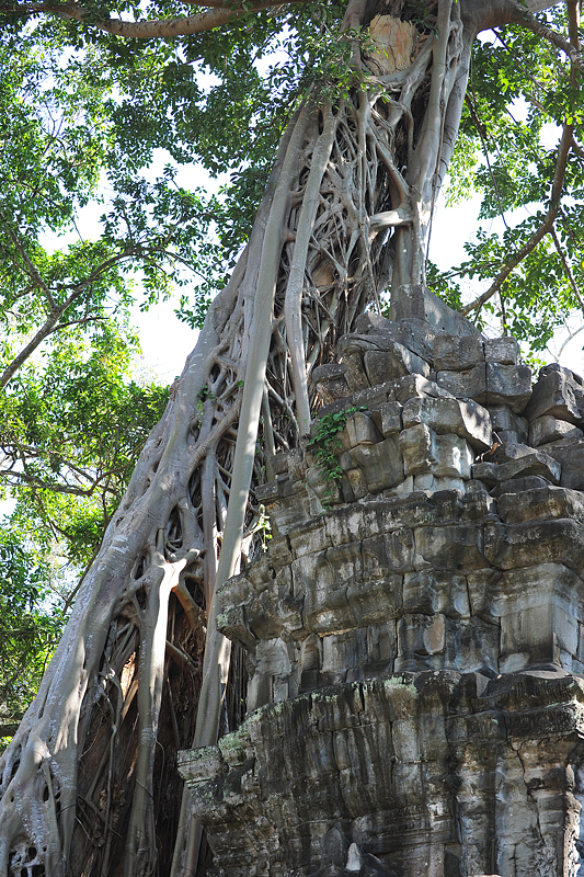 Ta Phohm temple.Siem Reap