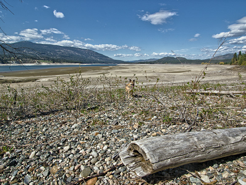 Drift Wood Lily