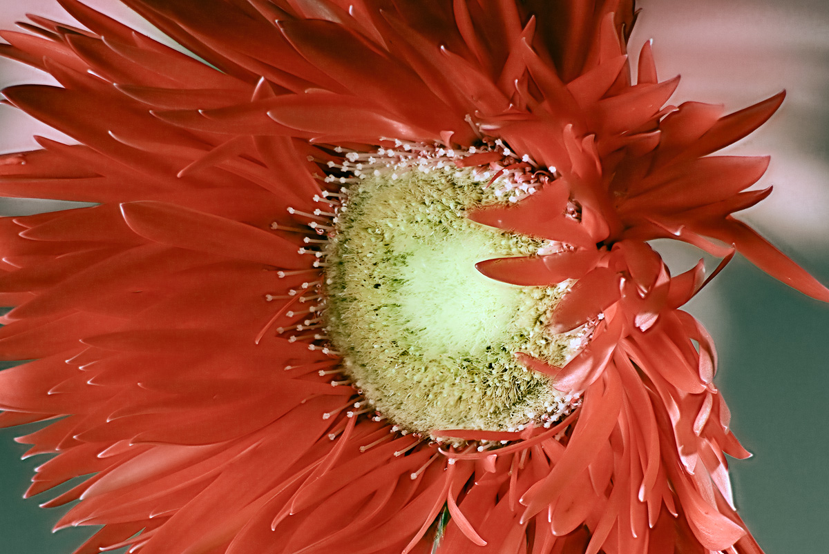 Gerber Daisy