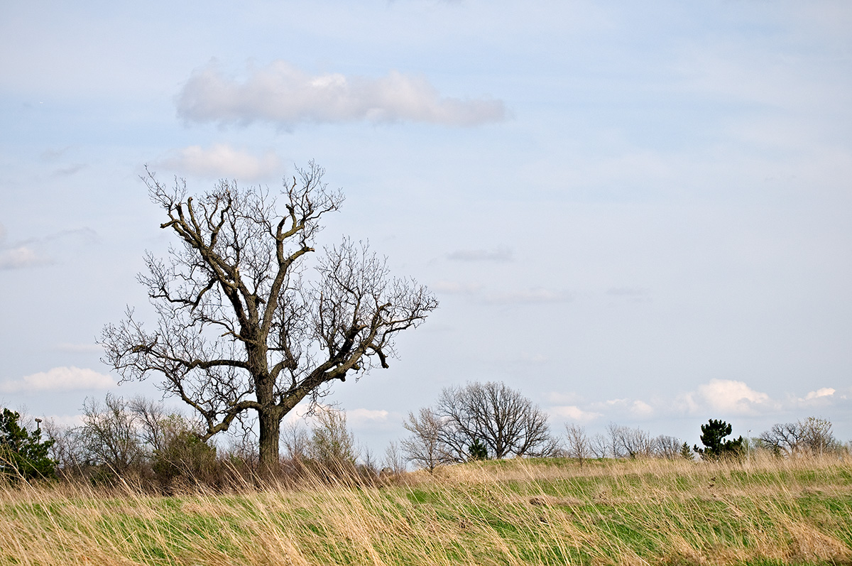awaiting spring
