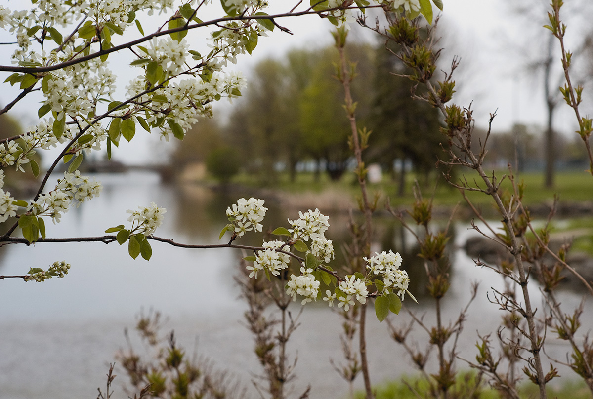 Spring.jpg