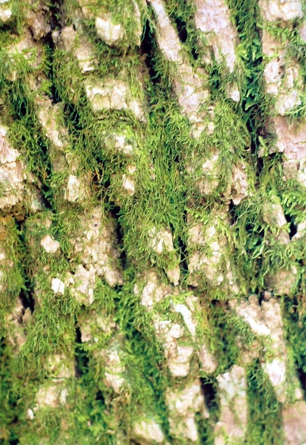 011_trunk_moss.JPG