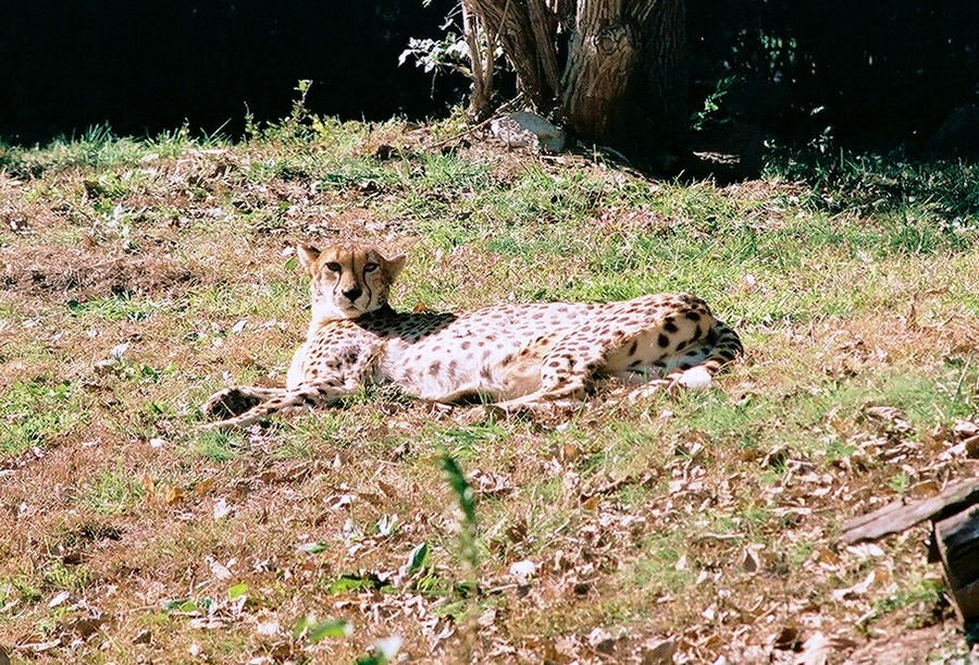 211_cheetahs7.JPG