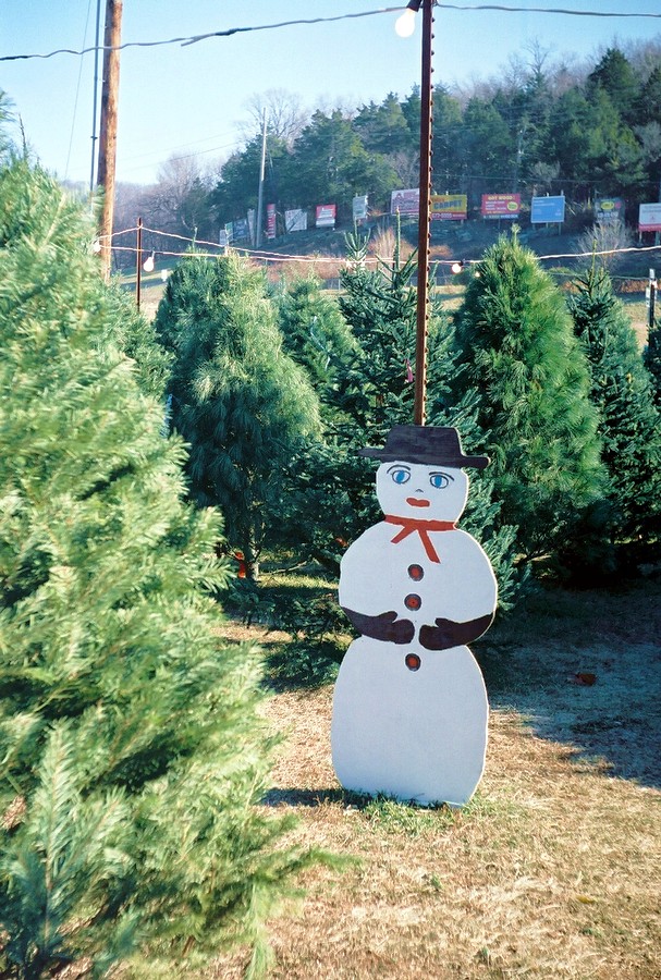 08_byrnesmill_tree_lot.JPG