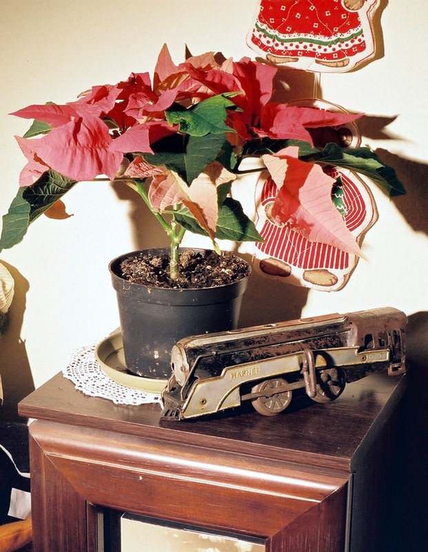 11_poinsettia_with_hafner.JPG
