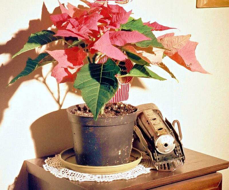 12_poinsettia_with_hafner.JPG