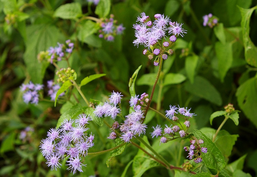 c_5094.JPG