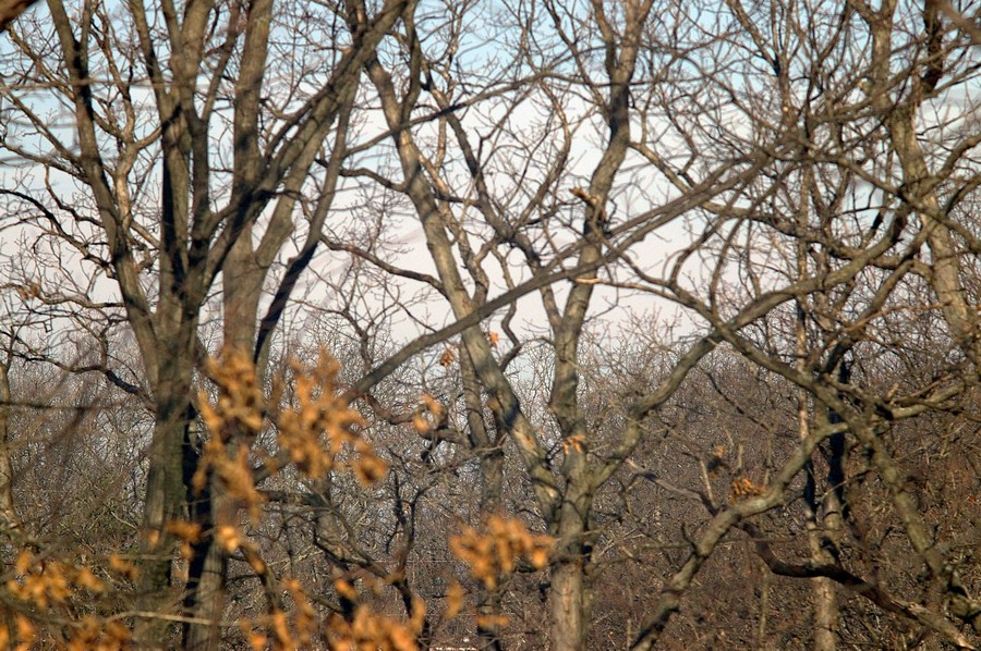 p7930.JPG