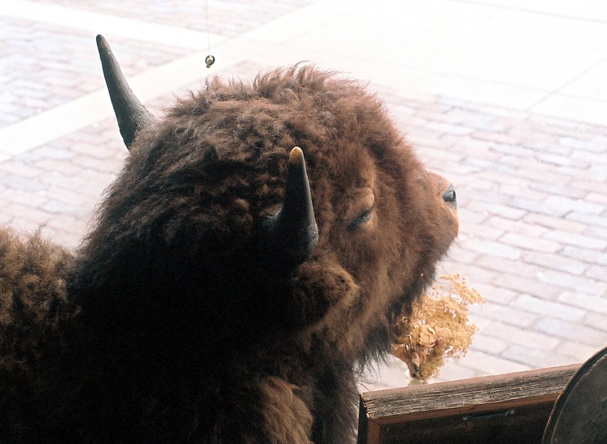 04_w_bison.JPG
