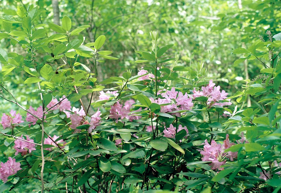 10_greensboro_bogs_blossoms.JPG