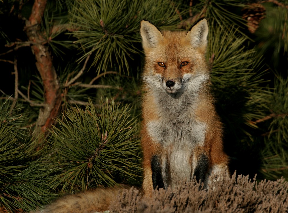 Fox