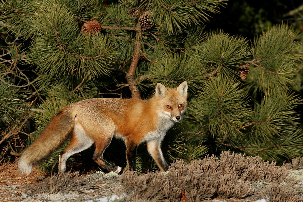Red Fox