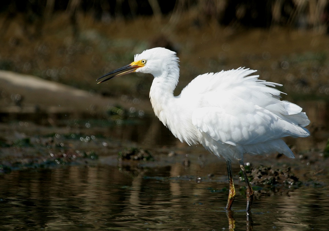 Snowy Egret