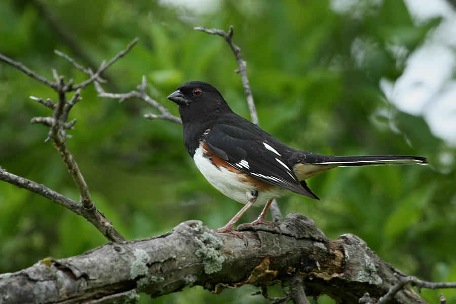 Eastern Towhee 9971_2.jpg