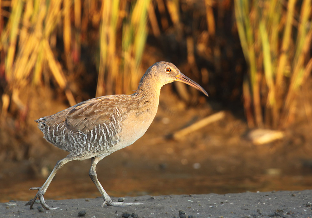 Clapper Rail - IMG_2429_2.jpg