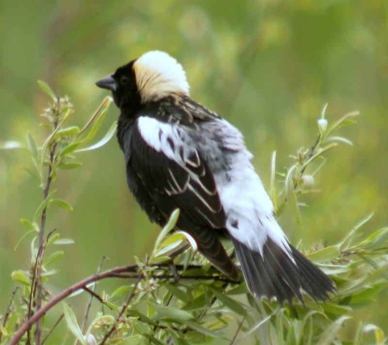 Bobolink