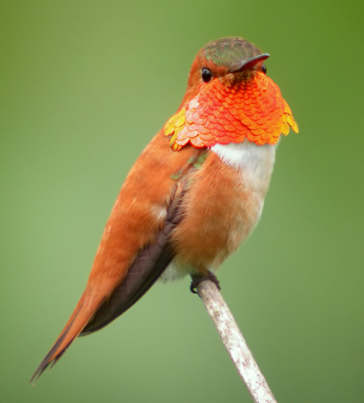 Rufous Hummingbird