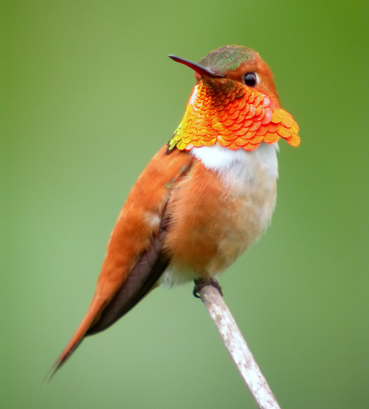 Rufous Hummingbird