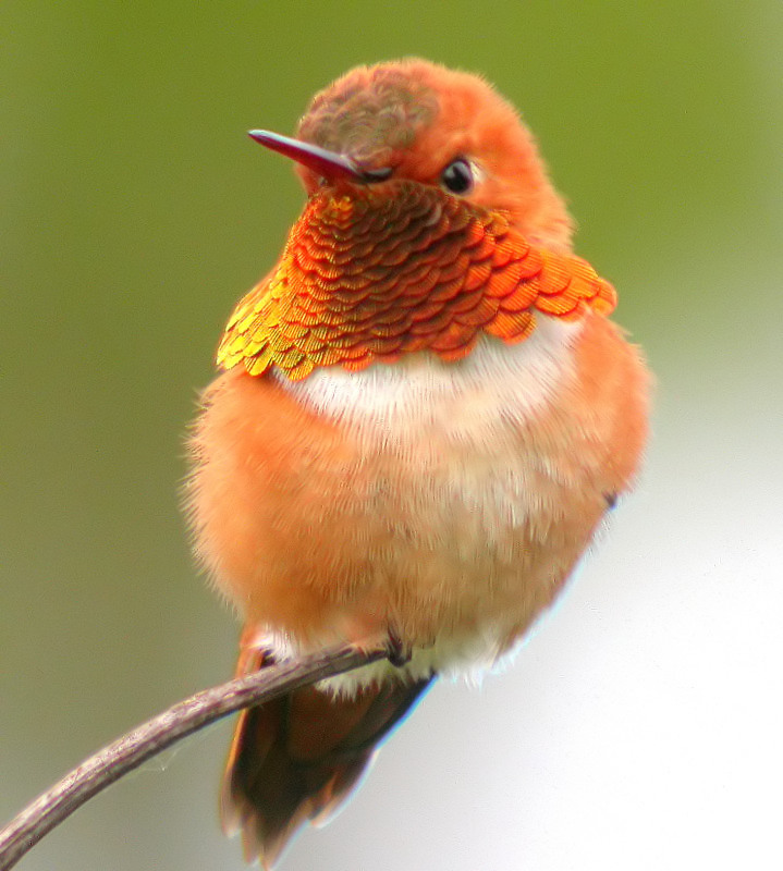 Rufous Hummingbird