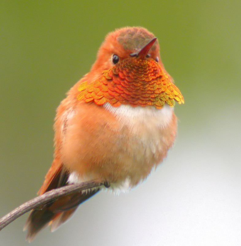 Rufous Hummingbird